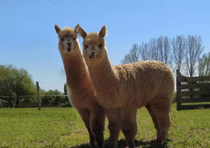 לינה וארוחת בוקר Fongrave Domaine Ramonjavel, Glamping & Alpaca'S מראה חיצוני תמונה