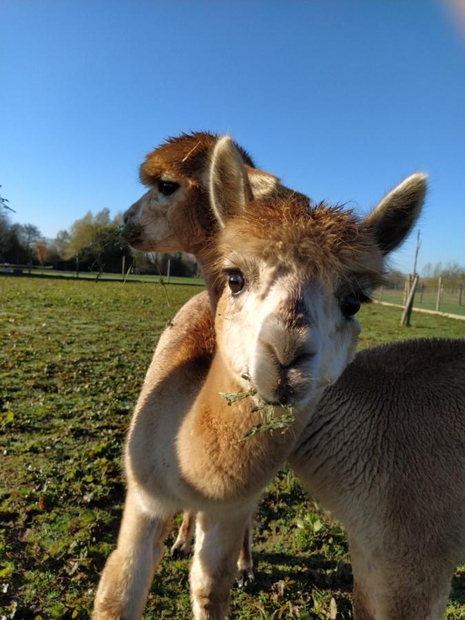 לינה וארוחת בוקר Fongrave Domaine Ramonjavel, Glamping & Alpaca'S מראה חיצוני תמונה